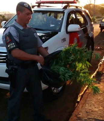 Jovem de 21 anos é preso com plantação de maconha