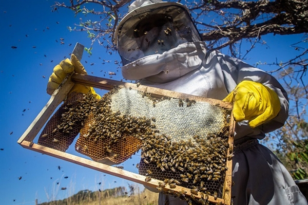 Para a participação do curso, será necessário utilizar trajes como macacão e máscara de apicultor, bota de borracha e luva de látex (Foto: Reprodução)