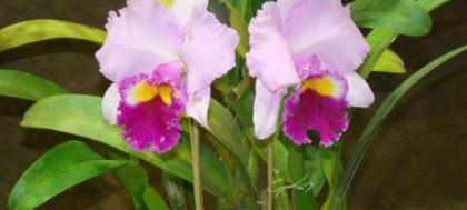 Votuporanga sedia exposição de orquídeas