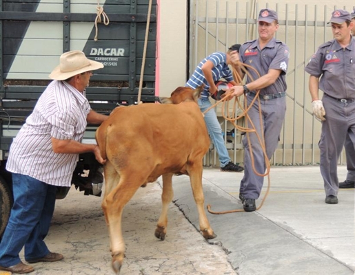 Novilha causa pânico na rua Amazonas e dá trabalho aos bombeiros e a PM