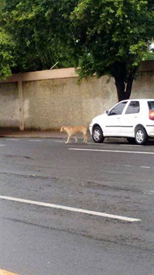 Spavo investiga se cachorro foi ou não abandonado na cidade