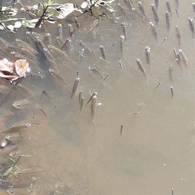 A mortandade de peixes tem assustado os pescadores da região, que cobram providências das autoridades (Foto: Arquivo pessoal)