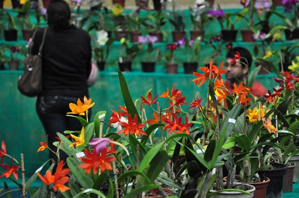 Exposição de orquídeas começa hoje em Votuporanga