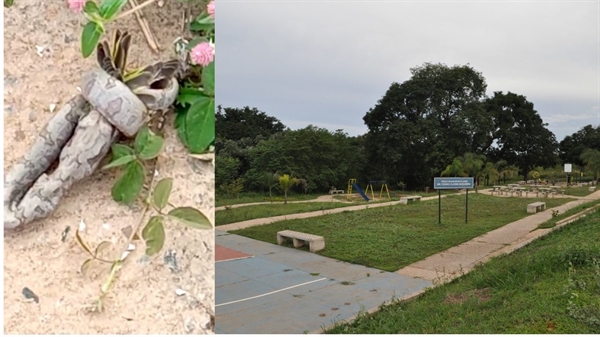 Os vídeos foram gravados por Andreia Pereira, que passeava pela praça quando viu a jiboia se alimentando de um pássaro (Foto: A Cidade/arquivo pessoal)