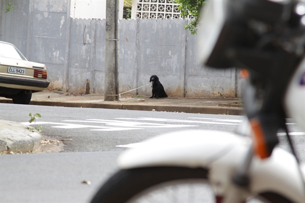 Motociclista atropela cachorro e fica lesionado