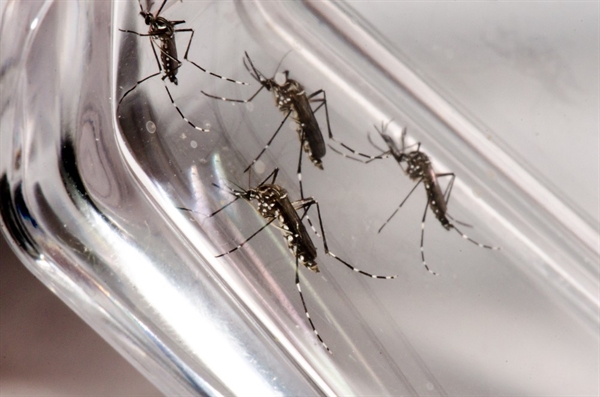 Casos de dengue estão aumentando em Rio Preto — Foto: Rodrigo Méxas e Raquel Portugal/Fundação Oswaldo Cruz/Divulgação