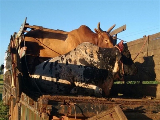 Caminhão com touros de rodeio tomba em rodovia de Nhandeara