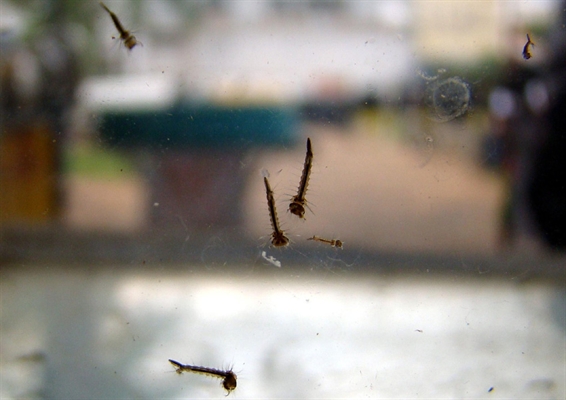 Município sai do estado de epidemia de dengue