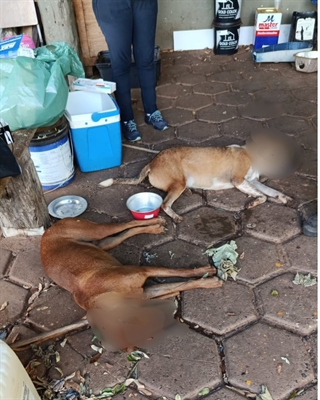 Três cachorros morrem com sinais de envenenamento em Álvares Florence   Foto: Arquivo pessoal