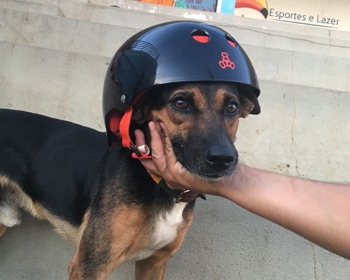 Cão foi adotado por skatistas que frequentam pista de Votuporanga (Foto: Fábio Audio Rogério/Arquivo Pessoal)