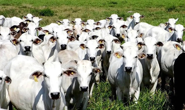 Além da participação no leilão, a população pode colaborar com doações que serão essenciais para o sucesso da ação  (Foto: Arquivo/Agência Brasil/Ascom Adepará)