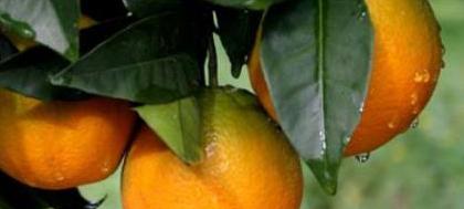 Faesp quer Votuporanga no zoneamento de citrus