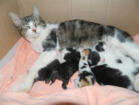 Votuporanga tem mais de mil cães e gatos nas ruas