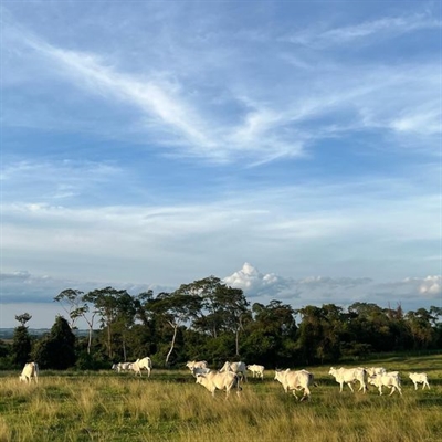 A programação do evento contará com diversas palestras, workshops e exposições de máquinas e equipamentos agrícolas (Foto: Divulgação)