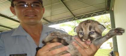 Filhotes de jaguatirica são entregues à PM 
