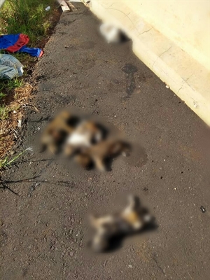 Cinco filhotes de cachorro sem raça definida foram encontrados mortos e com sinais de espancamentos (Foto: Divulgação/Câmara Municipal)