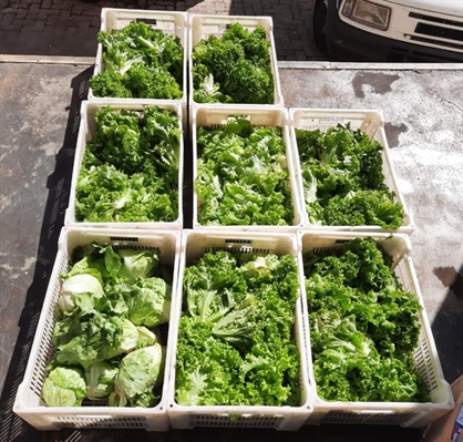Em média, são 50 maços de alfaces ou almeirão entregues para o Serviço de Nutrição e Dietética da Instituição, responsável pelo fornecimento de 1.700 refeições diárias  (Foto: Santa Casa de Votuporanga)