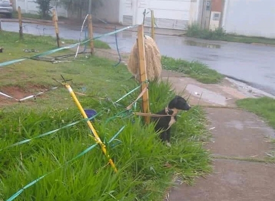 Os animais estavam apáticos e com sede (Foto: Divulgação/g1)