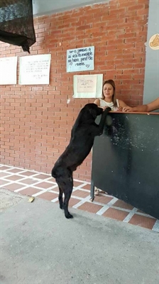   Cachorro viu crianças usando dinheiro para comprar comida e resolveu imitar, mas usando folhas.  (Foto: Facebook/angela.garciabernal.14)