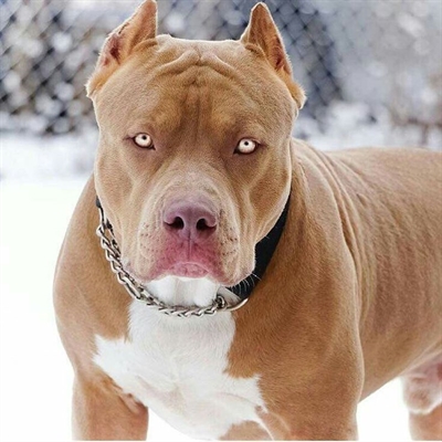 Um cachorro Pit Bull, de 5 anos, que atende pelo nome de Tor, atacou a sua dona nesta quinta-feira (7), em Jales (Foto: Reprodução internet)