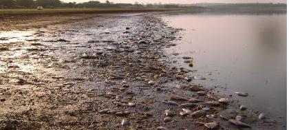 Milhares de peixes e camarões são achados mortos