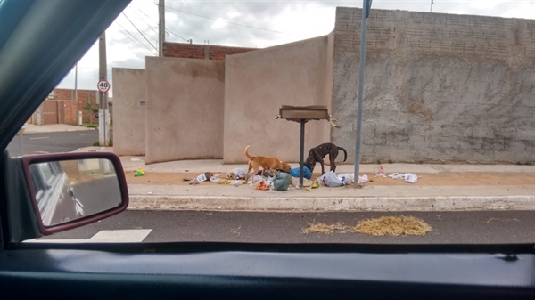 Cachorros soltos nas ruas poderão geral multa de mais de R$ 5 mil para tutores, após aprovação na Câmara Municipal  (Foto: Arquivo pessoal)