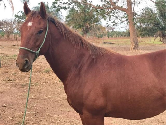 Dois cavalos foram furtados do Centro de Zoonoses de Votuporanga, localizado na rua Orlando Comar, no Distrito Industrial (Foto: Imagem Ilustrativa)