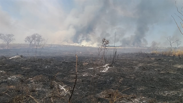 Na área queimada estavam plantação de cana-de-açúcar, pastagem, vegetação nativa e vegetação exótica (Foto: Divulgação/ Polícia Militar Ambiental)