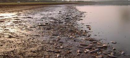 Laudo sobre morte de peixes ficará pronto em 10 dias