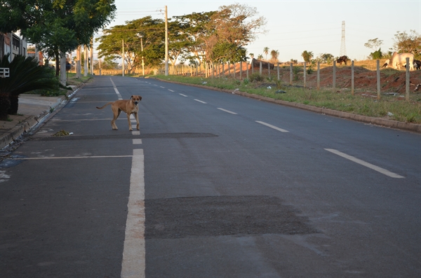 Animais soltos nas ruas Cidade Jardim têm colocado os motoristas e moradores do bairro em risco (Foto: A Cidade)