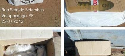 Gatos são achados mortos em caixa de papelão