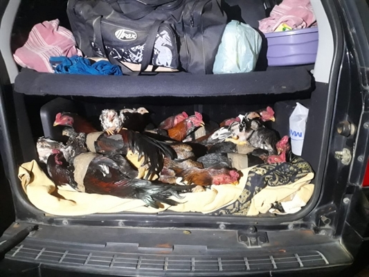 As aves estavam sendo transportadas em péssimas condições, algumas estavam machucadas e com fitas amarradas (Foto: Divulgação/Polícia Rodoviária)