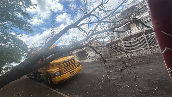 ‘Carreta furacão’ foi atingida por uma árvore de grande porte que caiu em razão das chuvas constantes que atingem Votuporanga (Foto: Arquivo pessoal)