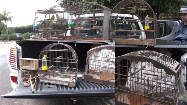 Polícia Ambiental deflagra operação na região