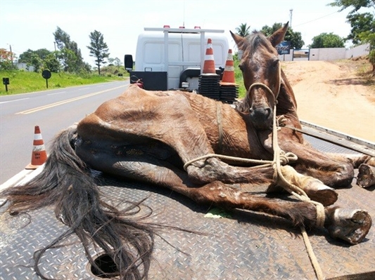 Morre cavalo resgatado com guincho em rodovia de Fernandópolis