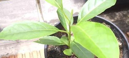 UNP realiza plantio de mudas na cidade hoje