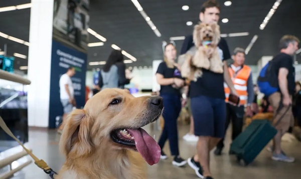 O Noroeste Paulista registrou um crescimento de 80% no número de pequenos negócios relacionados ao mercado pet  (Foto: Fabio Rodrigues-Pozzebom/Agência Brasil)