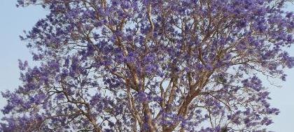 Com a Primavera, a umidade se intensifica