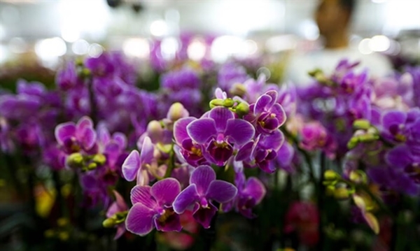 25ª Exposição Nacional de Orquídeas conta com uma grande programação durante três dias  (Foto: Marcelo Camargo/Agência Brasil)