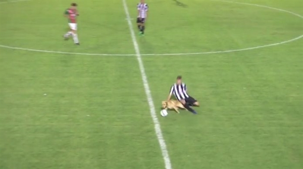 O cachorro foi expulso de campo  (Foto: Reprodução)