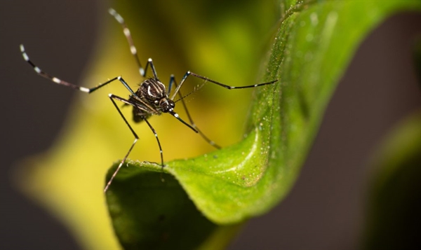 São quase um milhão de óbitos a cada ano provocados pelo mosquito (Foto: Governo de SP)