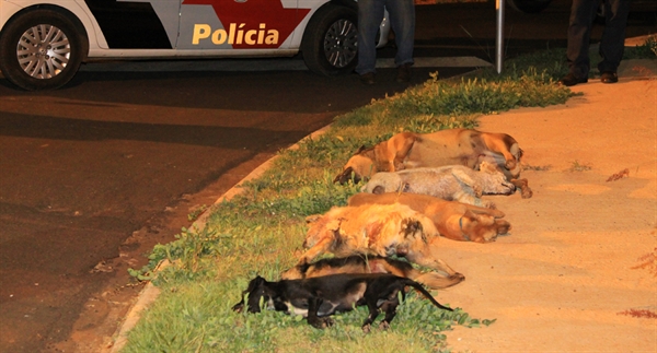 Nove animais são encontrados mortos 