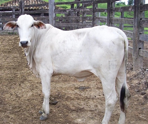 Propriedade rural é invadida e oito bezerras são furtadas em Votuporanga (Foto: Imagem Ilustrativa) 