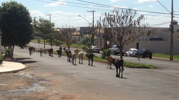 Gado transita livremente por avenida de Fernandópolis