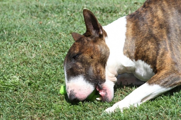 Cadela faz os resgates durante passeios (Foto: Pixabay/ @I_Love_Bull_Terriers)