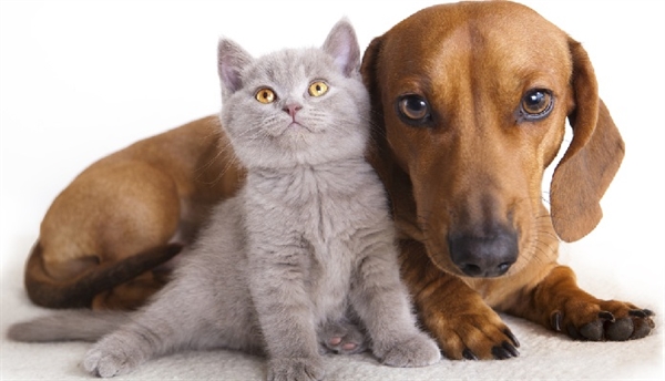Prefeitura de Votuporanga abrirá inscrições para castração de cães e gatos (Foto: Reprodução/Internet)