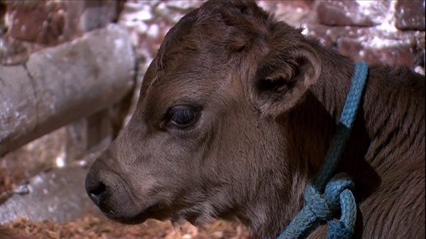 Segundo a vítima, um indivíduo não identificado cortou a cerca do pasto e furtou uma bezerra nelore, de cor escura (Foto: Reprodução)