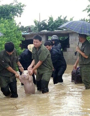 Foto de porco 'sorridente' durante resgate viraliza