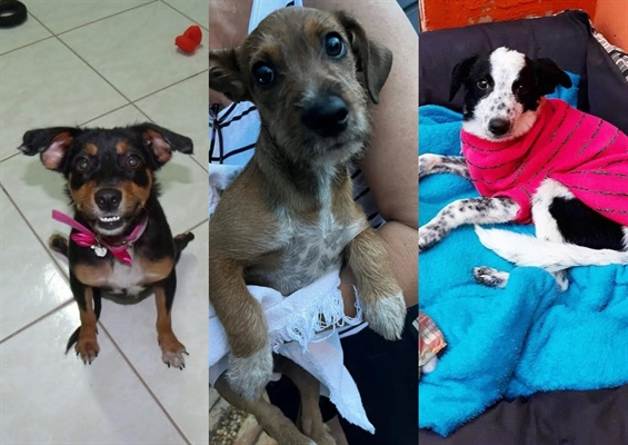 Os vira-latas podem ter vários tamanhos, mas eles sempre fornecem muito amor  Foto: Arquivo Pessoal