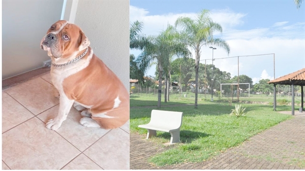  Kong (detalhe) morreu vítima de uma picada de cobra o que tem assustado os moradores das imediações da Praça Ramalho Neto (Foto: A Cidade/Arquivo pessoal)